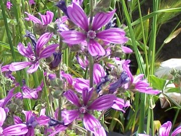 Malva nicaeensis e M. sylvestris